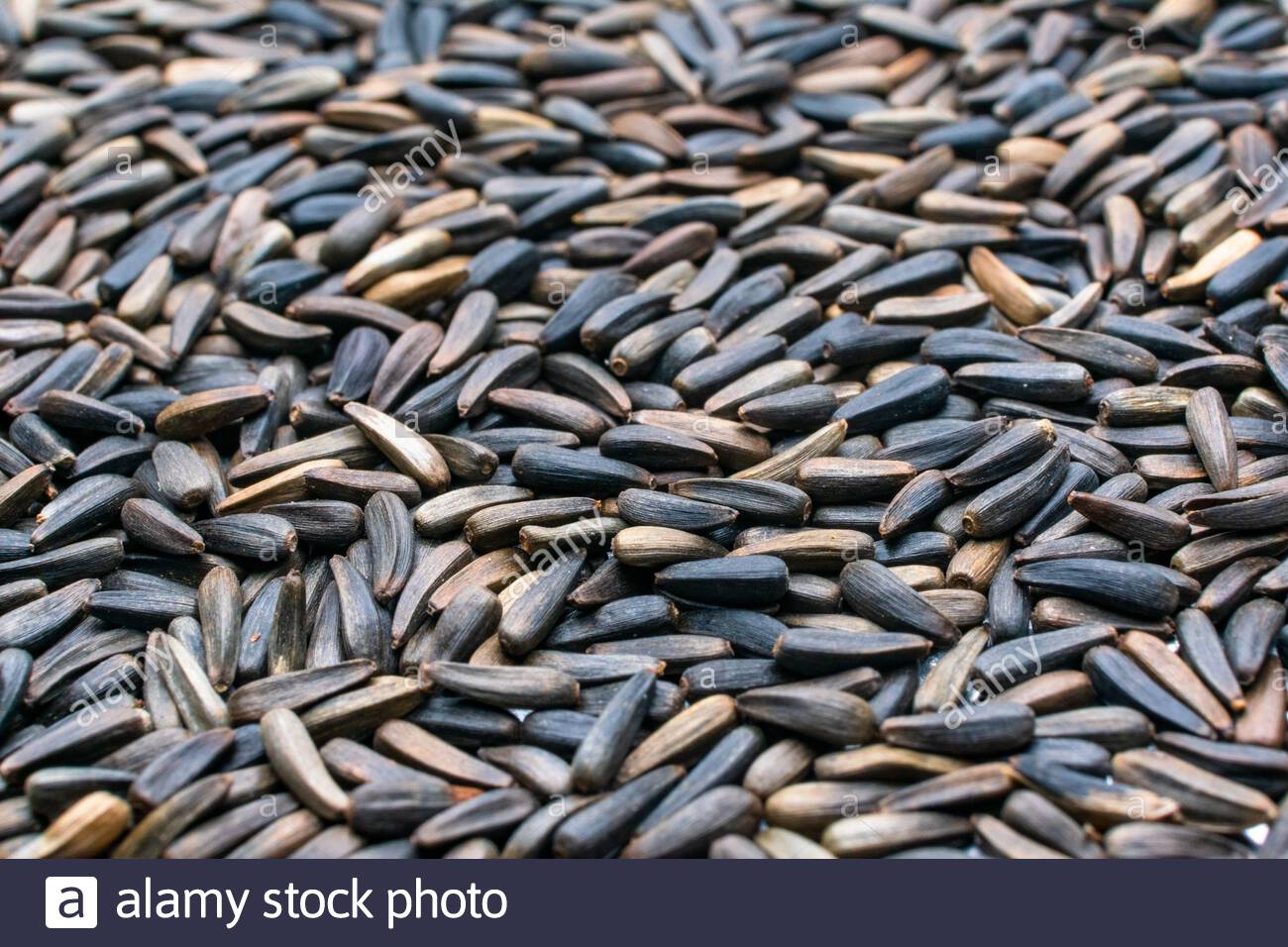 niger-seeds-close-up-for-background-2E2GR4D